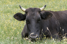 Young Black Bull Lying Grazes And Rest In A Meadow With Green Grass