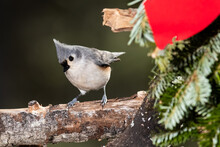 Tufted Titmouse Playing With A Merry Christmas Wreath