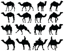 Black Silhouettes Of Camels On A White Background