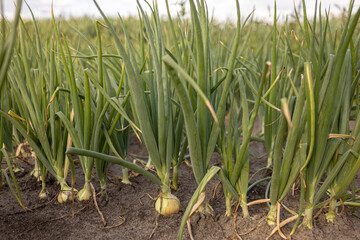 Farmland field with onions growing above ground in the soil with long spiky leek. Agrarian vegetable and food industry.