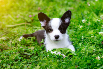 Wall Mural - Puppy Welsh Corgi cardigan is lying on the grass. A pet. A beautiful thoroughbred dog. The concept of the artwork for printed materials. Article about dogs. A small puppy on a walk . Corgi dog.