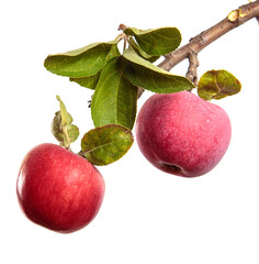 ripe juicy apples on a branch on a white background