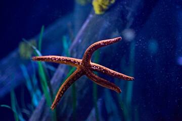 Wall Mural - Starfish on wood at the bottom of the sea