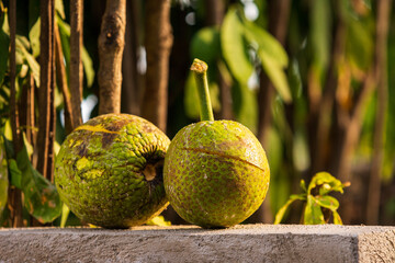 a pair of freshly picked jamaican breadfruit sit side by side on a block of cement one golden sunny 