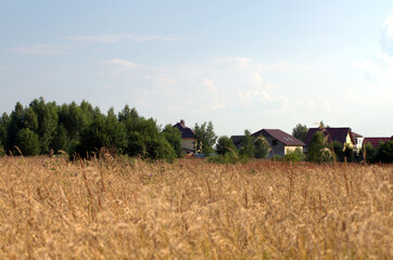 farmer in field