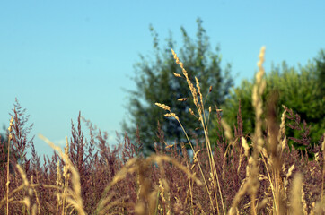 golden wheat field