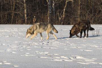  Grey Wolf and Black Phase (Canis lupus) Walk Sniffing Across Field Winter