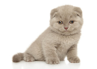 Canvas Print - Close-up of a Scottish fold kitten