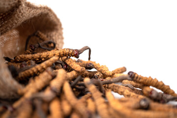 Wall Mural - Closeup of Ophiocordyceps sinensis or mushroom cordyceps in Brown sack bag on isolated background. Medicinal properties in the treatment of diseases. National organic medicine.