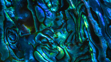 Brightly Coloured New Zealand Paua Shell Patterns. Paua Is A Large Mollusc Found In Coastal Waters And Is Known As Abalone In Other Parts Of The World.  The Shell Is Prized For Its Decorative Quality.