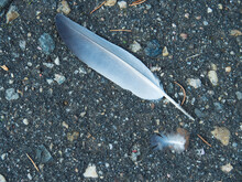 The White-gray Feather Of A Bird Lies Diagonally On The Black Asphalt With Large Stones.