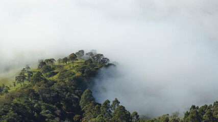 fog in the forest