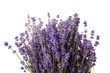 Floral background - fresh lavender flowers bouquet