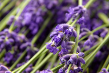 Floral Background - Fresh Lavender Flowers Stems