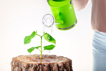 Woman holding watering can watering green plant, business concept. New Life growing. Eco.