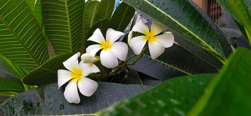 Wall Mural - 
White Plumeria flowers blooming on the tree