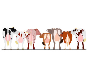 Wall Mural - various milk cattle border