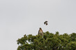 Mockingbird making a diving pass at a Red-tailed Hawk in tree