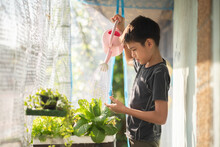 Teen Boy Watering And Harvesting Hydroponic Vegetable In The House Backyard
