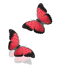 Canvas Print - red butterflies isolated on a white background.