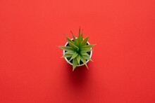 Green Plant In A Flower Pot On The Red Flat Lay Background.