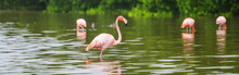 Flamingo In Mexico