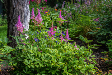 Wall Mural - Astilbe bush with pink flowers in panicles in a country garden.