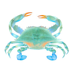 Watercolor illustration of blue colorful crab. Hand drawn. Isolated on white