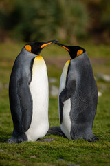 Wall Mural - King Penguins, Fortuna Bay, South Georgia