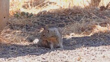 Ground Squirrel Grooming Itself In The Shade Coyote Hills California