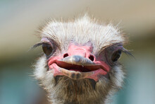 Ostrich With Pink Beak Close-up Focusing On Ostrich Eyes, Funny And Cute Male Ostrich
