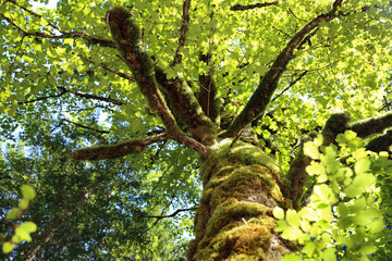 tree with moss on his trunk in alps forest, bright sun light through the leafs