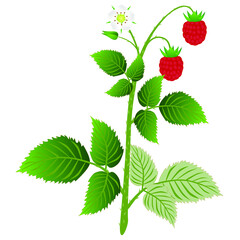 Wall Mural - Raspberry plant with leaves, berries and flower, isolated on white background.