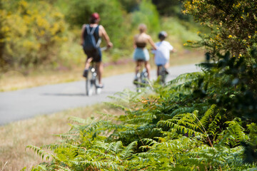 Wall Mural - people cycling on the bike paths in the forest