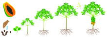 Cycle Of Growth Of A Papaya Plant On A White Background.