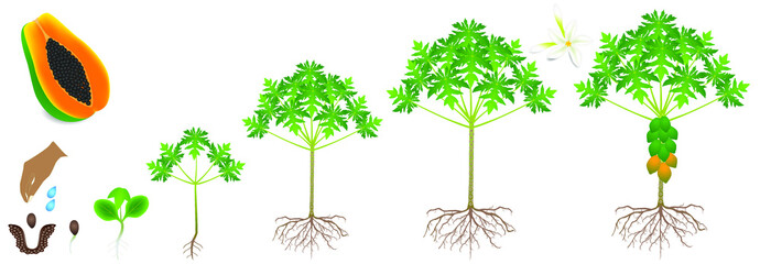 Poster - Cycle of growth of a papaya plant on a white background.