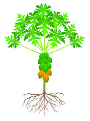 Wall Mural - Papaya tree with roots and fruits isolated on white background.