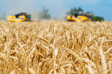 Combine harvester harvests ripe wheat. agriculture.