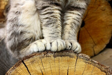 Gray Cat Paws And Fur Close-up. Tabby Cat Sits On A Wooden Tree.