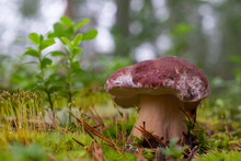 Boletus Edulis Or Cep In The Moss At The Forest.