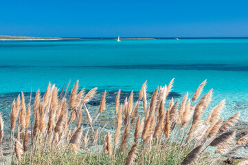 beautiful beach of stintino, La pelosa beach