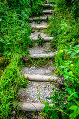 Canvas Print - steps at a forest