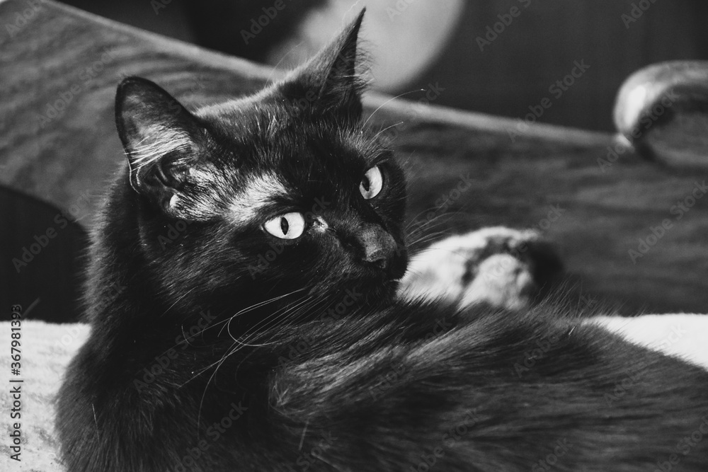 Czarny kot, który leży na łóżku - obrazy, fototapety, plakaty 