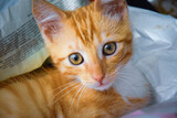 Fototapeta  - Rudy kot patrzący się pięknymi oczami