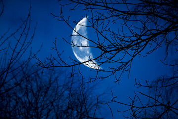 Wall Mural - the silhouette of a spooky bare branch halloween tree against a winter blue night sky with a glowing