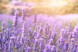 Mountain lavender field on Hvar island in Croatia in sun flare