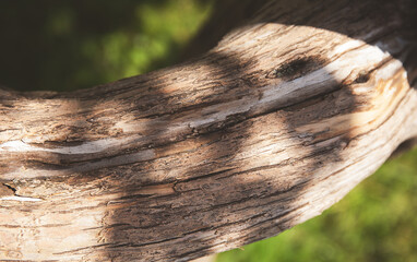 Wall Mural - Tree trunk texture close up