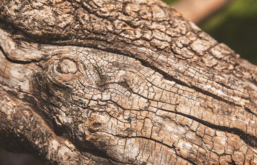 Wall Mural - Tree trunk texture close up