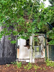 Poster - Vertical shot of an old barn in decay with a green tree branch on the foreground