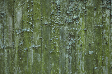 Wall Mural - Wooden doors textured with moss